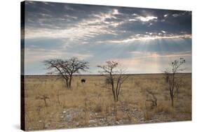 An Ostrich at Sunrise in Etosha National Park-Alex Saberi-Stretched Canvas