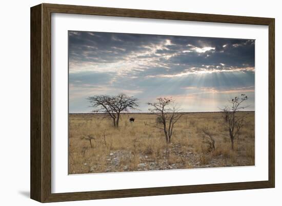 An Ostrich at Sunrise in Etosha National Park-Alex Saberi-Framed Photographic Print