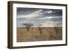 An Ostrich at Sunrise in Etosha National Park-Alex Saberi-Framed Photographic Print