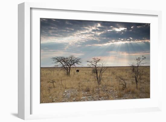 An Ostrich at Sunrise in Etosha National Park-Alex Saberi-Framed Photographic Print