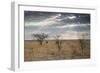 An Ostrich at Sunrise in Etosha National Park-Alex Saberi-Framed Photographic Print