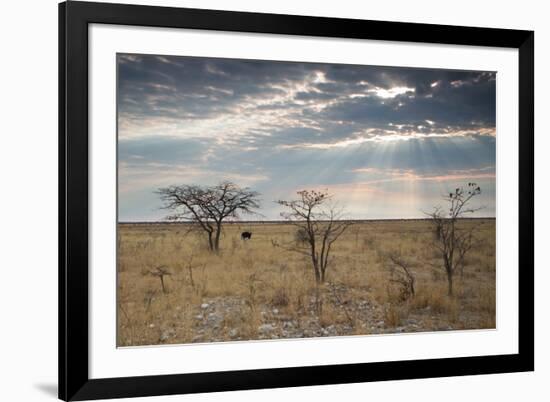 An Ostrich at Sunrise in Etosha National Park-Alex Saberi-Framed Photographic Print