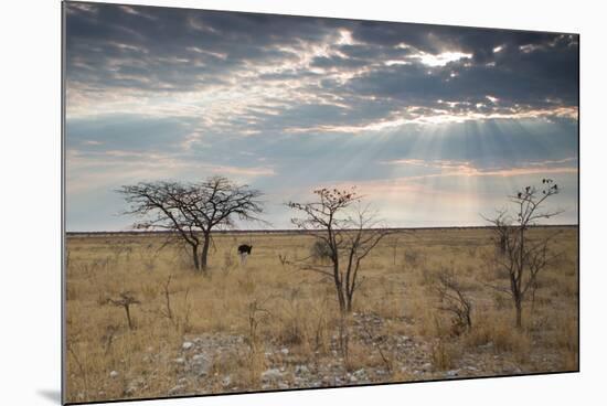 An Ostrich at Sunrise in Etosha National Park-Alex Saberi-Mounted Photographic Print