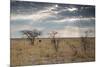 An Ostrich at Sunrise in Etosha National Park-Alex Saberi-Mounted Photographic Print