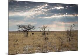 An Ostrich at Sunrise in Etosha National Park-Alex Saberi-Mounted Photographic Print