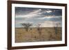 An Ostrich at Sunrise in Etosha National Park-Alex Saberi-Framed Photographic Print