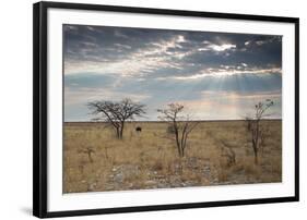 An Ostrich at Sunrise in Etosha National Park-Alex Saberi-Framed Photographic Print