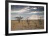 An Ostrich at Sunrise in Etosha National Park-Alex Saberi-Framed Photographic Print