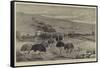 An Ostrich Farm at the Cape of Good Hope-null-Framed Stretched Canvas