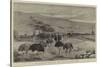 An Ostrich Farm at the Cape of Good Hope-null-Stretched Canvas