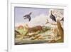 An Otter and an Owl Guarding their Catches-Jan van Kessel the Elder-Framed Giclee Print