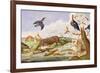 An Otter and an Owl Guarding their Catches-Jan van Kessel the Elder-Framed Giclee Print