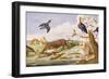 An Otter and an Owl Guarding their Catches-Jan van Kessel the Elder-Framed Giclee Print