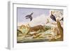 An Otter and an Owl Guarding their Catches-Jan van Kessel the Elder-Framed Giclee Print