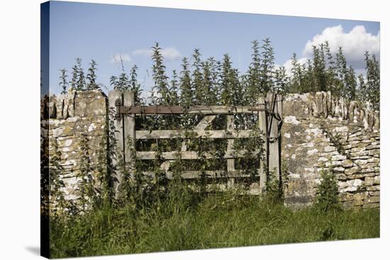 An Overgrown Old Gate and Dry Stone Wall, Burford, Oxfordshire, UK-Nick Turner-Stretched Canvas