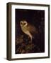 An Owl, 1780-90 (Oil on Panel)-Moses Haughton-Framed Giclee Print