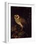 An Owl, 1780-90 (Oil on Panel)-Moses Haughton-Framed Giclee Print