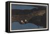 An Owl Staring at You at Night-null-Framed Stretched Canvas