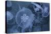 An Underwater Photo of a Blue Electric Jellyfish-Zigi-Stretched Canvas