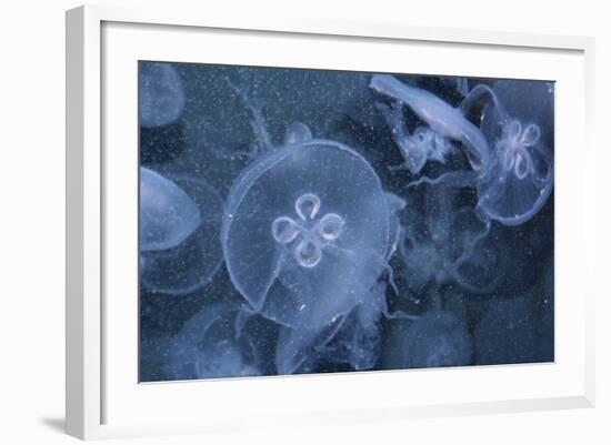 An Underwater Photo of a Blue Electric Jellyfish-Zigi-Framed Photographic Print