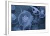 An Underwater Photo of a Blue Electric Jellyfish-Zigi-Framed Photographic Print