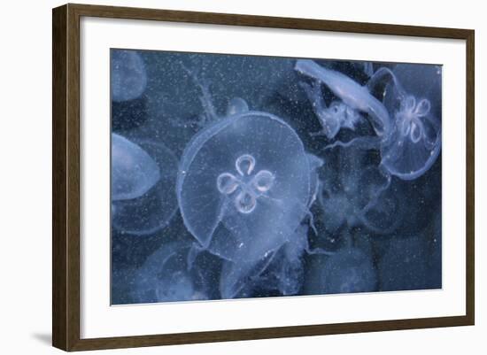 An Underwater Photo of a Blue Electric Jellyfish-Zigi-Framed Photographic Print