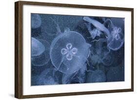 An Underwater Photo of a Blue Electric Jellyfish-Zigi-Framed Photographic Print