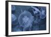 An Underwater Photo of a Blue Electric Jellyfish-Zigi-Framed Photographic Print