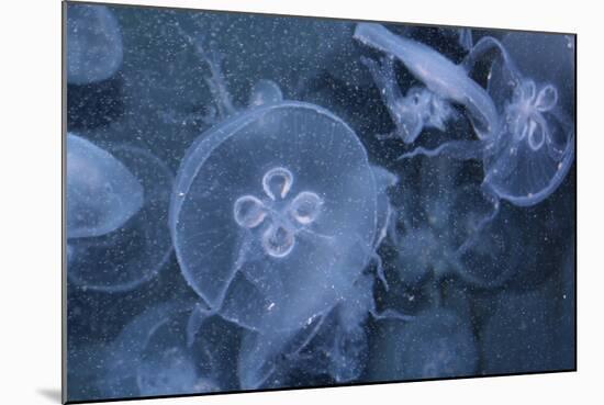 An Underwater Photo of a Blue Electric Jellyfish-Zigi-Mounted Photographic Print