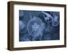 An Underwater Photo of a Blue Electric Jellyfish-Zigi-Framed Photographic Print