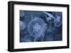 An Underwater Photo of a Blue Electric Jellyfish-Zigi-Framed Photographic Print