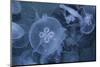 An Underwater Photo of a Blue Electric Jellyfish-Zigi-Mounted Photographic Print