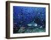 An Underwater Photographer Films a Large Bull Shark Surrounded by Hundreds of Reef Fish, Fiji-Stocktrek Images-Framed Photographic Print