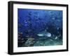 An Underwater Photographer Films a Large Bull Shark Surrounded by Hundreds of Reef Fish, Fiji-Stocktrek Images-Framed Photographic Print