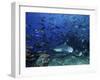 An Underwater Photographer Films a Large Bull Shark Surrounded by Hundreds of Reef Fish, Fiji-Stocktrek Images-Framed Photographic Print