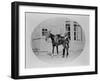 An Unidentified Cavalry Officer and His Mount, 1875-Robert French-Framed Giclee Print