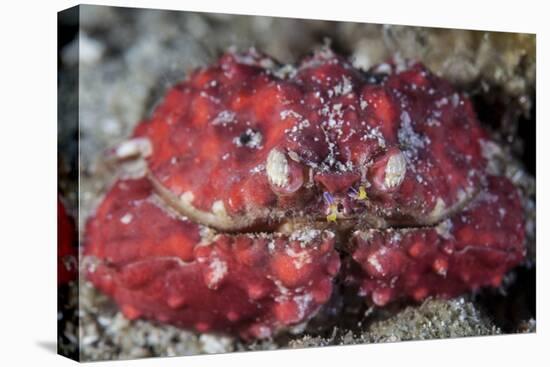 An Unidentified Crab Sits on the Seafloor-Stocktrek Images-Stretched Canvas