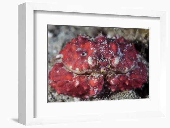 An Unidentified Crab Sits on the Seafloor-Stocktrek Images-Framed Photographic Print