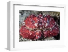 An Unidentified Crab Sits on the Seafloor-Stocktrek Images-Framed Photographic Print