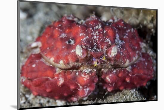 An Unidentified Crab Sits on the Seafloor-Stocktrek Images-Mounted Photographic Print