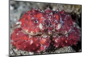 An Unidentified Crab Sits on the Seafloor-Stocktrek Images-Mounted Photographic Print