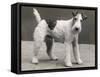 An Unidentified Dog-Thomas Fall-Framed Stretched Canvas