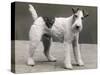 An Unidentified Dog-Thomas Fall-Stretched Canvas