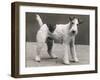 An Unidentified Dog-Thomas Fall-Framed Photographic Print