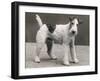 An Unidentified Dog-Thomas Fall-Framed Photographic Print