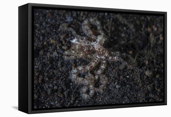 An Unidentified Octopus on a Black Sand Seafloor-Stocktrek Images-Framed Stretched Canvas