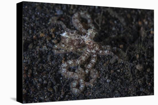 An Unidentified Octopus on a Black Sand Seafloor-Stocktrek Images-Stretched Canvas