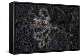 An Unidentified Octopus on a Black Sand Seafloor-Stocktrek Images-Framed Stretched Canvas