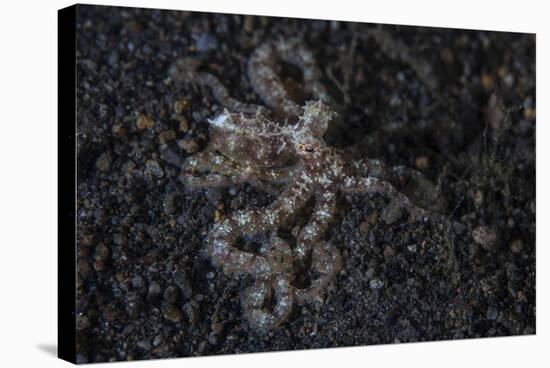 An Unidentified Octopus on a Black Sand Seafloor-Stocktrek Images-Stretched Canvas