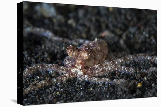 An Unidentified Octopus on a Black Sand Seafloor-Stocktrek Images-Stretched Canvas